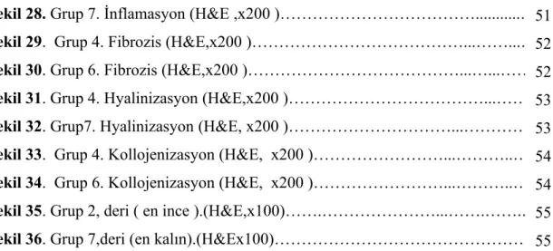 Şekil 28. Grup 7. İnflamasyon (H&amp;E ,x200 )………………………………...........….. Şekil 29.  Grup 4
