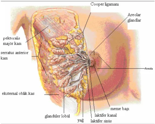 Şekil 2. Meme glandı ,anterior kesit.