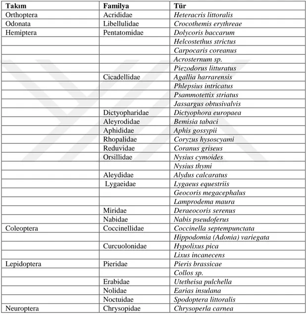 Çizelge 4.1. Araştırma sahasında bulunan İnsecta türleri 