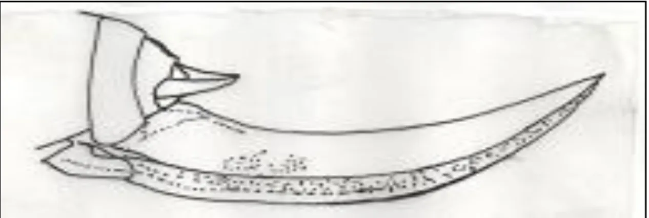 ġekil 4.1.2: Platycleis (P)intermedia‟da arka ovipositor ( Salman,  1978) 