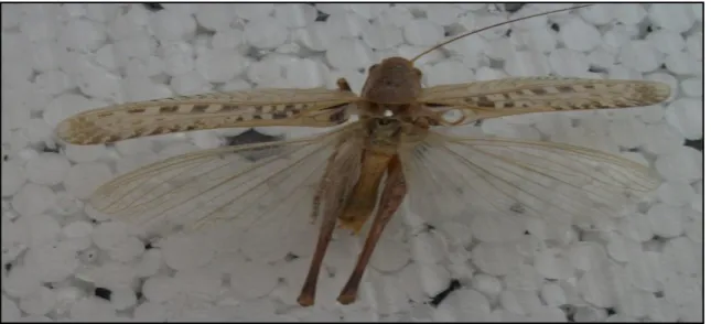 ġekil  4.1.1.1.6.a,4.1.1.1.6.b  :  a.Decticus  albifrons‟ta  cercus,b.Decticus  albifrons‟ta  titilatör  (  Salman 