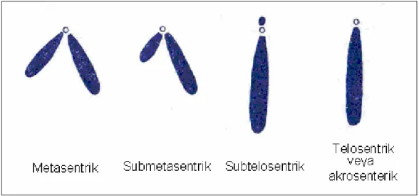 Şekil 1: Sentromerin durumuna göre kromozomlar 