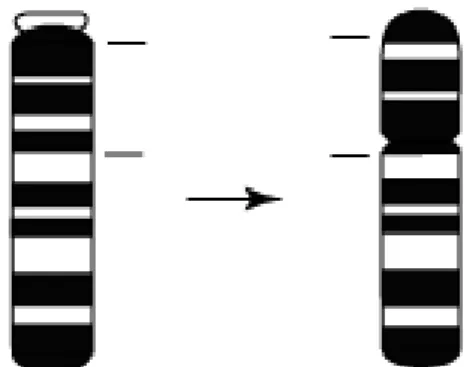 Şekil 4: Perisentrik İnversiyon (Gibson 1984) 