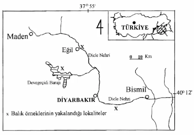 Şekil 9: Örneklerin toplandığı lokaliteler 