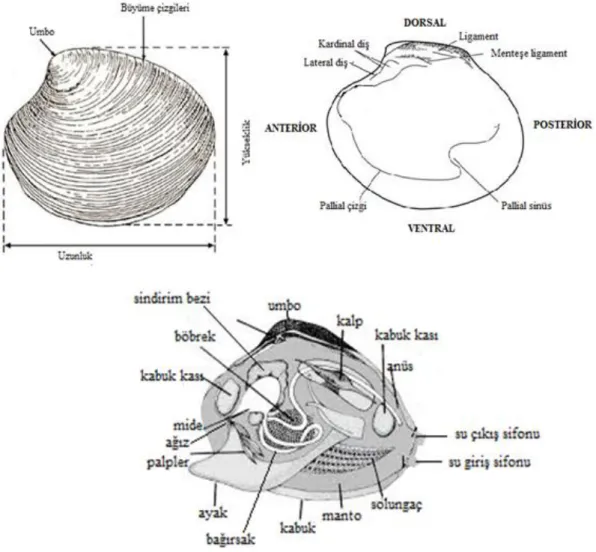 Şekil 2.1. Bir midyenin genel yapısı