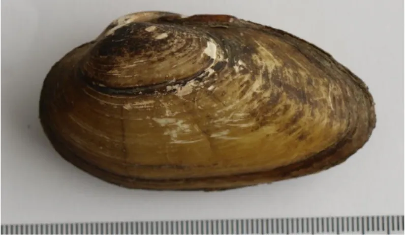Şekil 2.2. Unio mancus (Lamarck, 1819)   