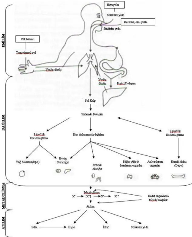 Şekil 2.5. Metallerin vücuda giriş, dağılım, metabolizma ve atılım yolları (Selinus ve ark