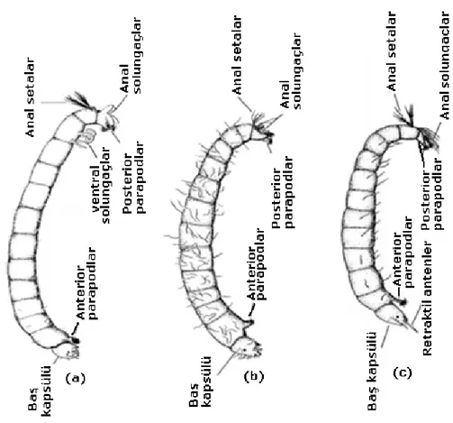 Şekil 3.1. Chironomidae larvalarının genel vücut yapıları; altfamilyalar a. Chironominae,  b