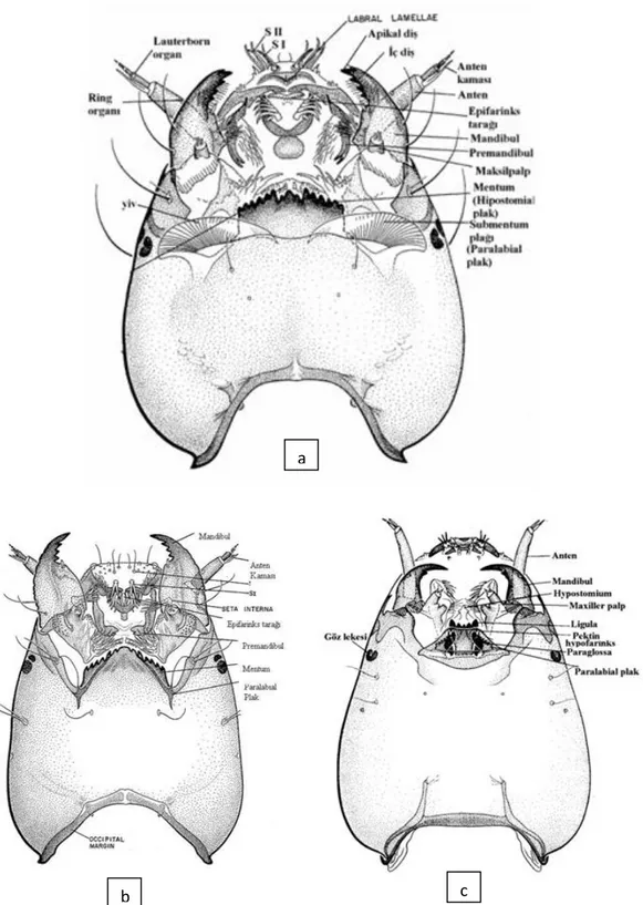 Şekil 3.2. Chironomidae larvalarının genel baş yapıları; altfamilyalar  a. Chironominae, b