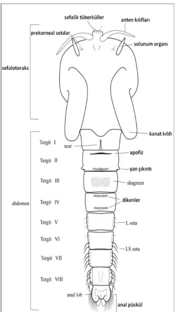 Şekil 3.3. Chironomidae pupasının morfolojisi (Coffman ve Ferrington 1996‘dan) 