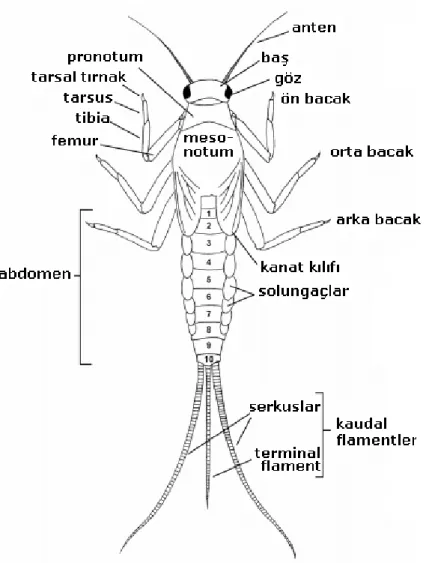 Şekil 3.4. Ephemeroptera nimfinin morfolojisi (Bouchard 2004‘den) 