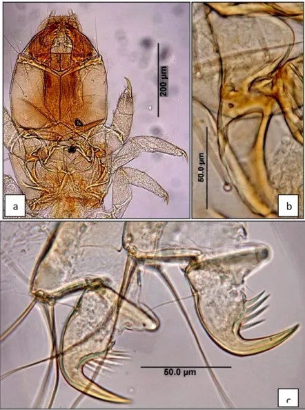 Şekil 5.1. Psychomyia sp. Larva; a. baş ve toraks bölgesi, b. trohanten, c. posterior tırnaklar  