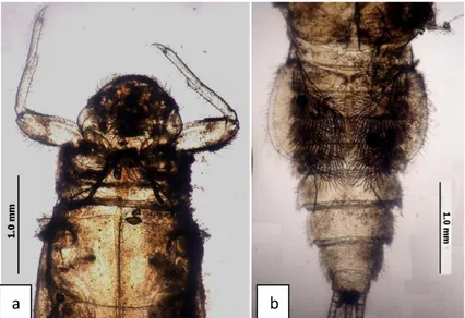 Şekil 5.3. Caenis macrura, nimf; a. baş ve protoraks, b. abdomen 