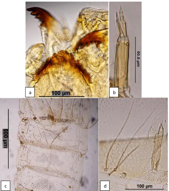 Şekil 5.8. Cricotopus bicinctus Larva; a. mentum, b. anten, Pupa; c. II-V. tergitler, d