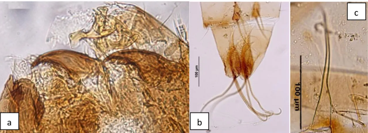 Şekil 5.9. Eukiefferiella brevicalcar Larva; a. mentum, Pupa; b. IX. abdominal segment, c
