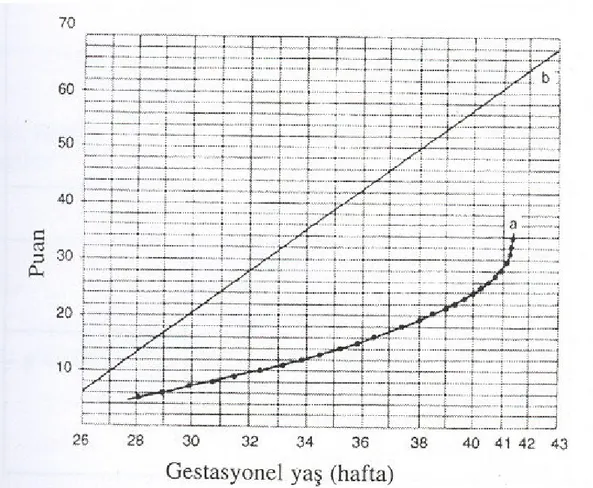 Grafik 1  Dubowitz değerlendirmesinde gebelik yaşının hesaplanmasında 