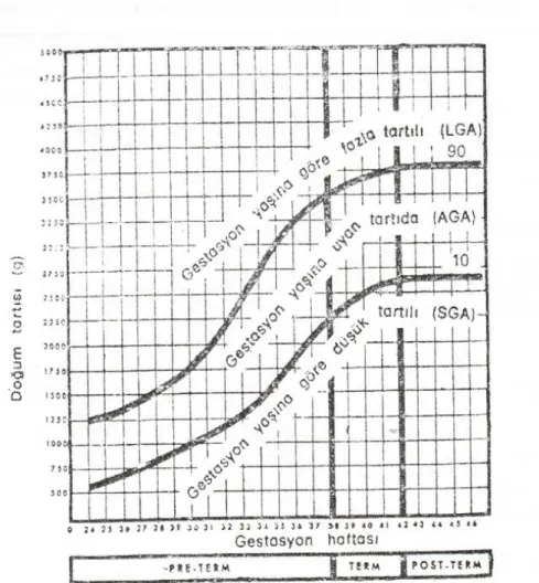 Grafik 2 Lubchenko’nun intrauterin büyüme eğrisi