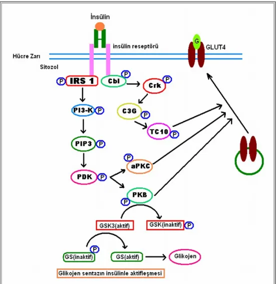Şekil 3İnsülinin glikoz metabolizması üzerindeki etki zincirleri (189)