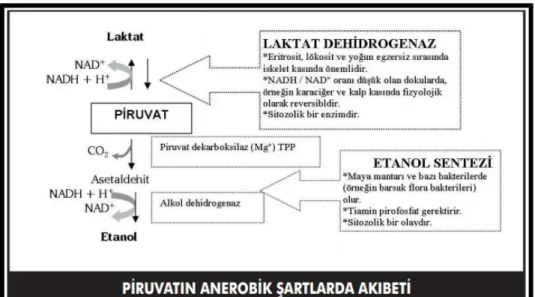 Şekil 5Piruvatın Akıbeti (199)