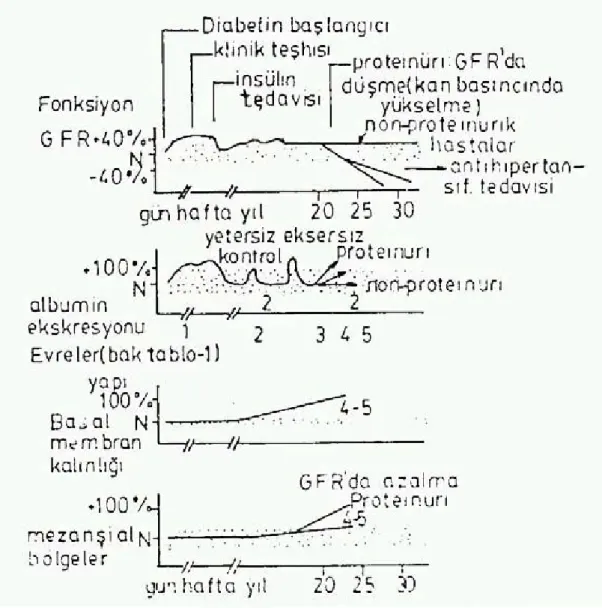 Şekil 2.Diabetes mellitusda böbrek değişiklikleri ( 54)