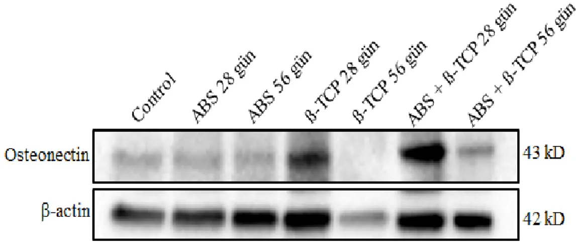 Şekil 1: Kalvaryum dokusunda osteonektin ekspresyonu 28. günde β-TCP ve ABS+  β-TCP gruplarında anlamlı derecede artmıştır.