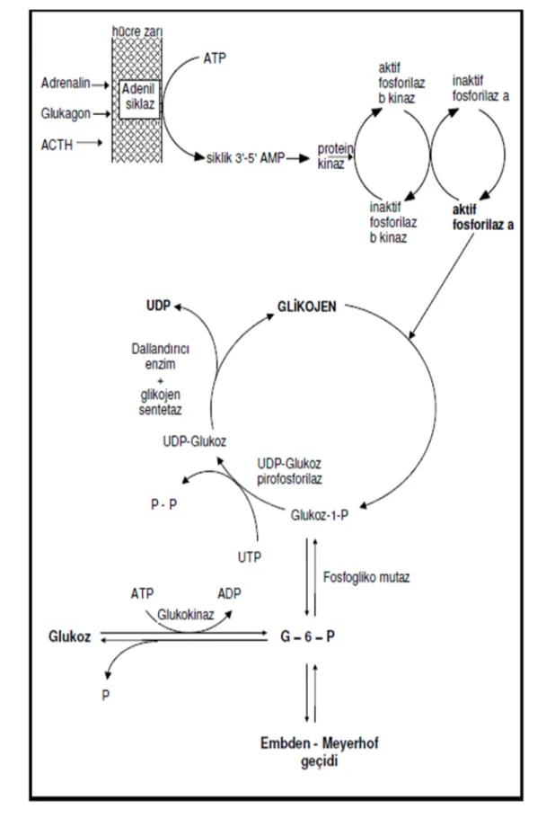 Şekil 1. Glikojenez ve Glikojenoliz (31)