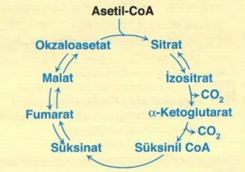 Şekil 4. Sitrik Asit Döngüsü (33)