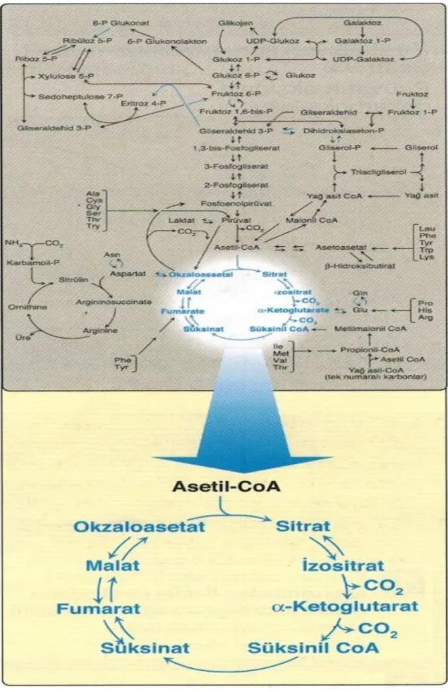 Şekil 7. Karbonhidrat Metabolizmasına Genel Bakış (33)