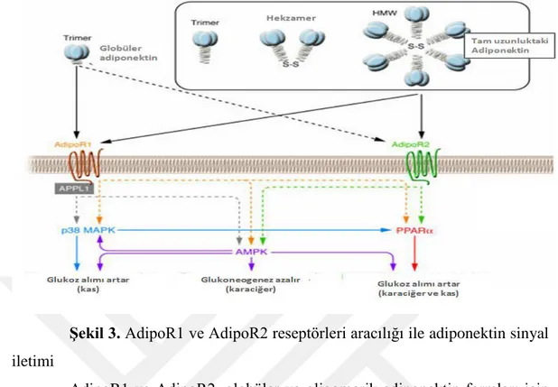 Şekil 3. AdipoR1 ve AdipoR2 reseptörleri aracılığı ile adiponektin sinyal  iletimi  