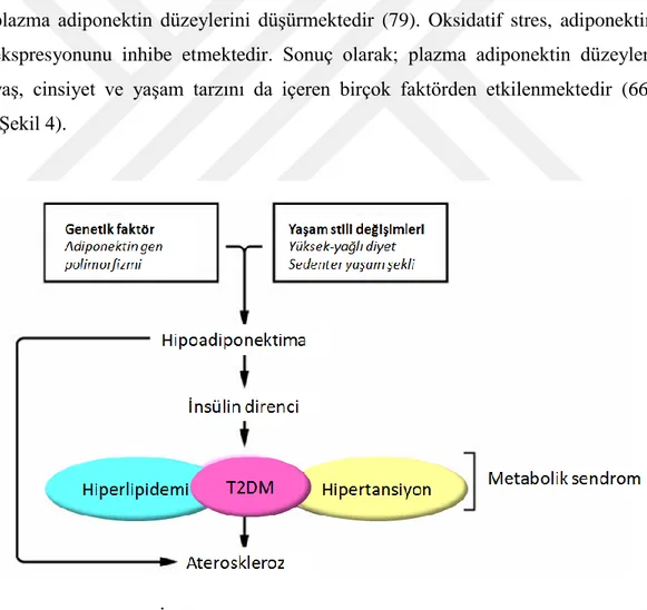 Şekil  4.  İnsülin  direnci,  metabolik  sendrom  ve  aterosklerozda  adiponektinin etkisi  