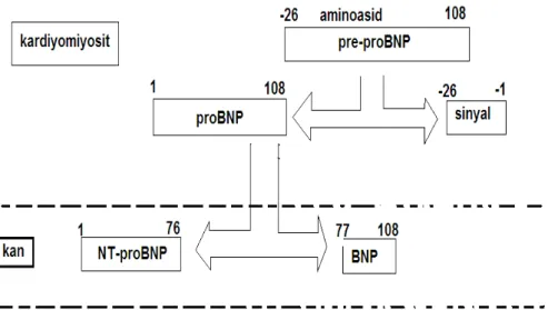 Şekil 5: proBNP sentezi