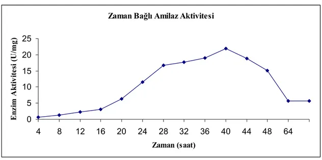 Şekil 11: KP1’in Değişik İnkübasyon Sürelerine Bağlı Amilaz Aktivitesi 