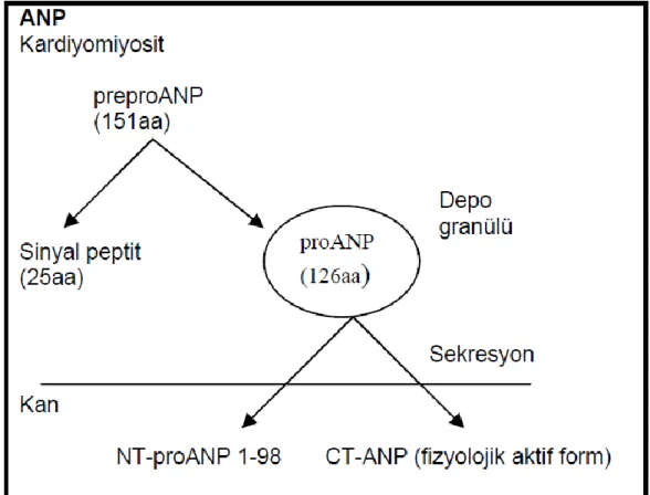 Şekil 4. ANP’nin Sentezi, Depolanması ve Sekresyonu.  2.2.4.2. BNP sekresyonu 