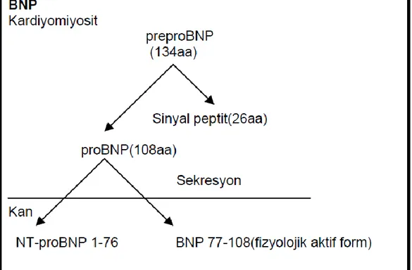 Şekil 5. BNP’ nin Sentez ve Sekresyonu. 