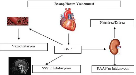 Şekil 6. BNP’ nin Fizyolojik Etkileri. 