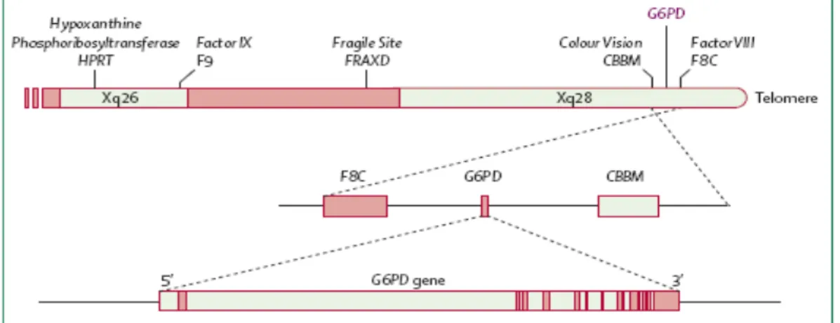 Şekil 1.2.   G6PD Geninin Şematik Gösterimi. HPRT: Hiposantin Quanin Fosforibozil Transferaz,  Faktör VIII-IX FBC: Hemofili, Fragile site FRAXD: Fragile, Colour Vision CBBM: Renkli  görme ( Szabo ve ark 
