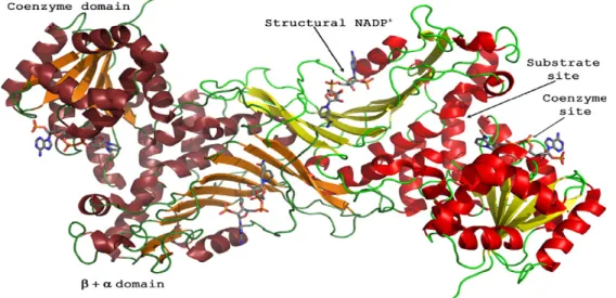 Şekil 1.3. G6PD Enziminin Dimer Yapısı (Au ve ark. 2000, Kotaka ve ark.2005) 