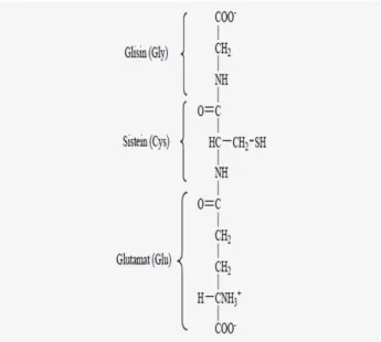 Şekil 1.5.1. Glutatyonun yapısı (Champe 1997) 