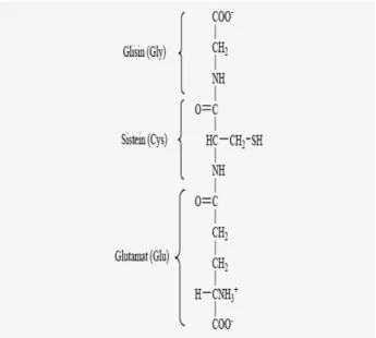 Şekil 1.5.1. Glutatyonun yapısı (Champe 1997) 