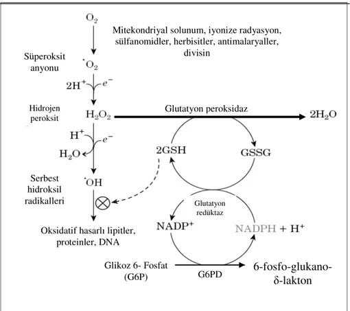 Şekil 1.5.2. Glutatyon yolu (Nelson ve Cox 2005). 
