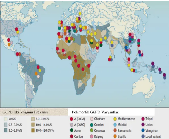 Şekil 1.8.1. G6PD Varyantlarının Dünyadaki Dağılımı (WHO 1989, Tan ve Boey 1989). 