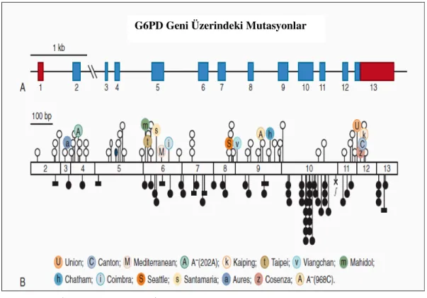 Şekil 1.8.2.   Đnsan  G6PD  geni.  (A.Đntron  ve  ekson  bölgeleri;  B.Mutasyonların  bulunduğu  bölgeler)        (Martini ve ark.1986)