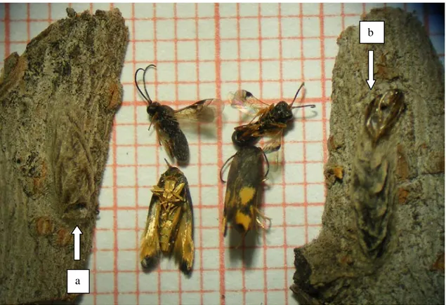 Şekil 4.8. a) Kermania pistaciella’nın parazitoit çıkmış kokonu b) ergin çıkmış kokonu      