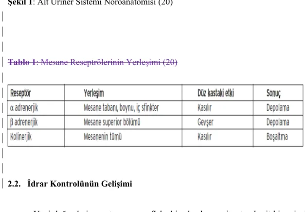 Şekil 1: Alt Üriner Sistemi Nöroanatomisi (20)