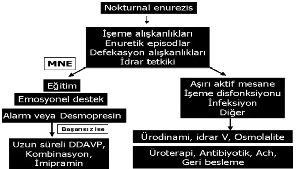 Şekil 4. Enüretik Hastaya Yaklaşım (52).