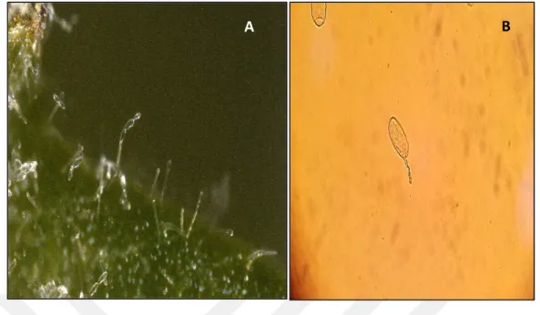 Şekil 4.3. Oidium neolycopersici konidiofor (A) ve konidi görünümü (B). 