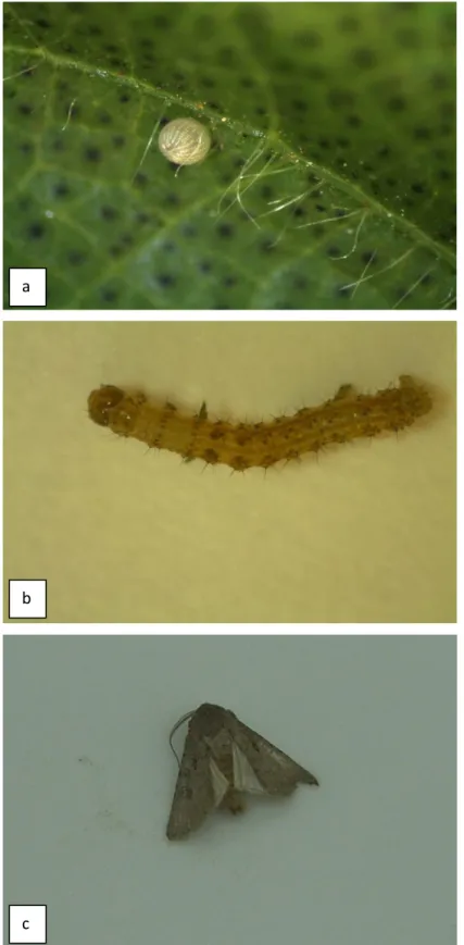 Şekil 1.1. Helicoverpa armigera’nın farklı biyolojik dönemleri a) Yumurta b) Son dönem larvası   c) Ergin (Kaynak: Erol BAYHAN)   
