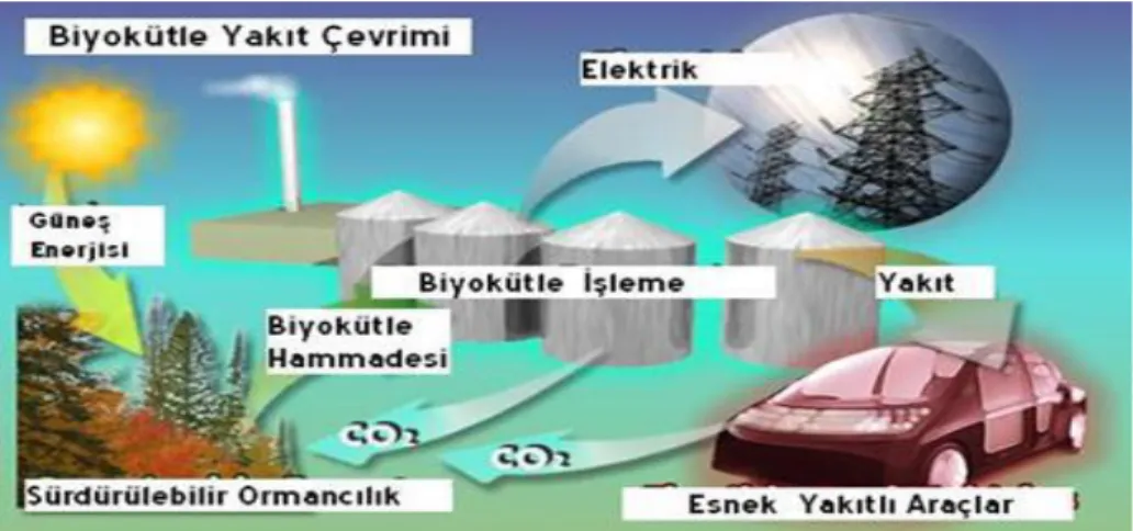 Şekil 3.5. Biyokütle çevirim teknolojileri (http//www.eie.gov.tr) 