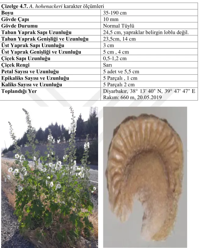 Şekil 4.1.7 (a) A. hohenackeri Genel Görünüş (b) Meyva 