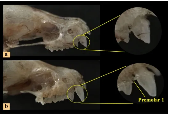 Çizelge  4.2.    Pipistrellus  kuhlii  örneklerinin  baş  iskeleti  ölçüleri  (mm);  örnek  sayısı  (n),  varyasyon  alt  ve  üst  sınırı  (min./max.),  ortalama  (x),  standart  sapma  (±Sd)  değerleri